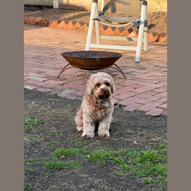 Photo of Millie