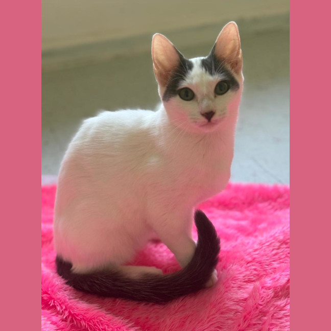 Photo of Pearline