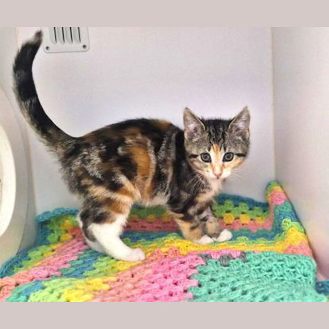Photo of Cleo