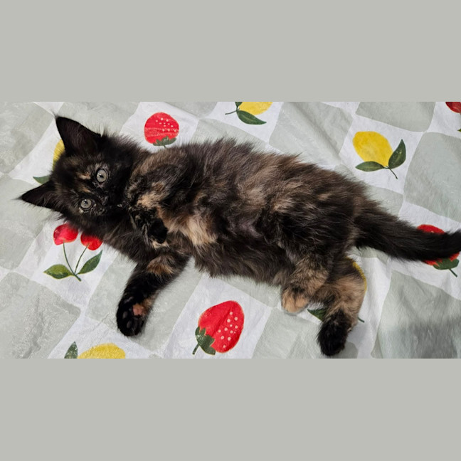 Photo of Lila