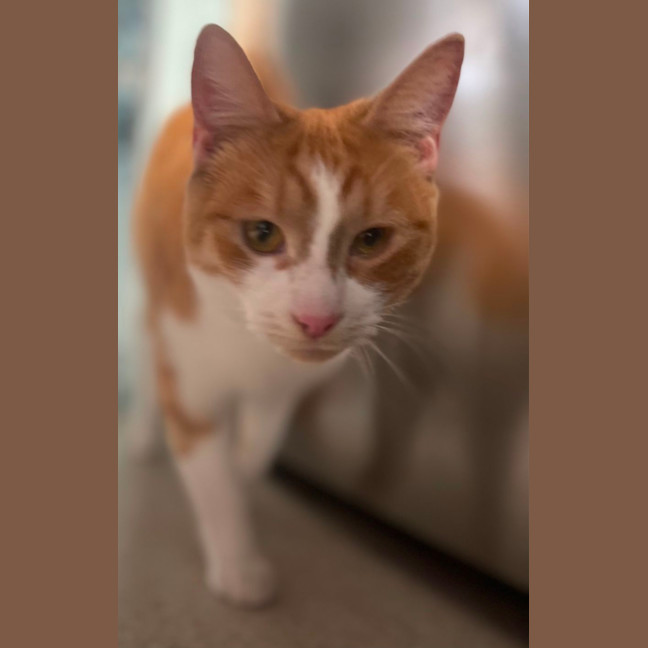 Photo of Mojo