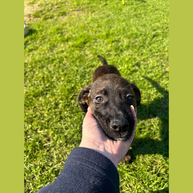 Photo of Coco