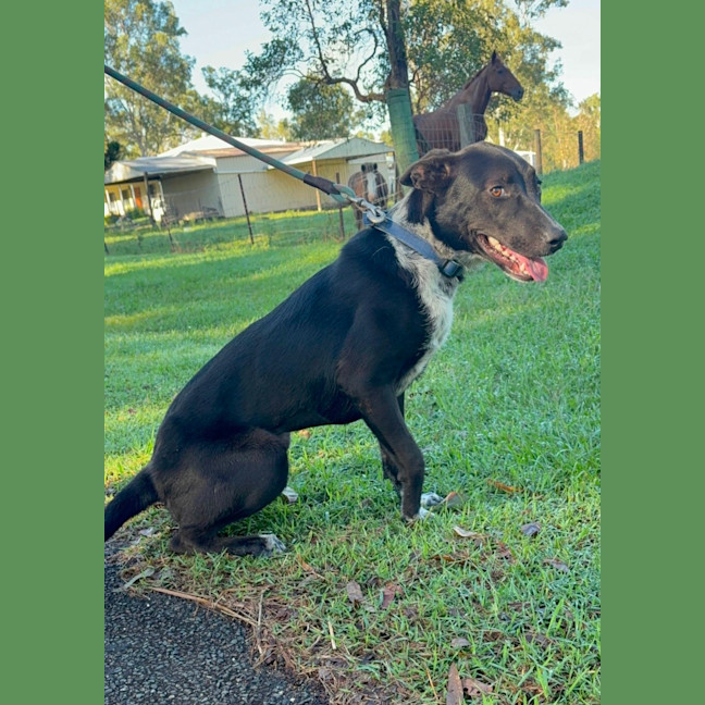 Photo of Kelcee *$350 Adoption Fee*