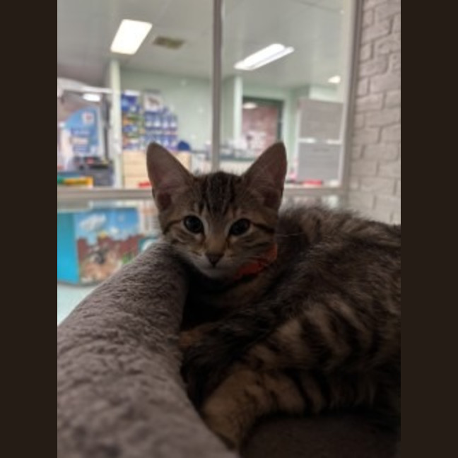 Photo of Cupcake