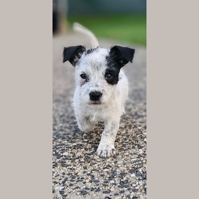 Photo of Maverick