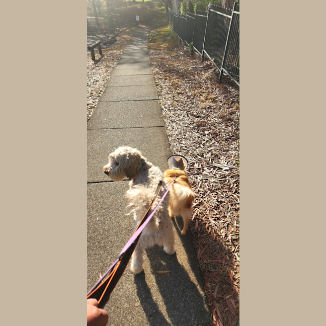 Photo of Cookie 