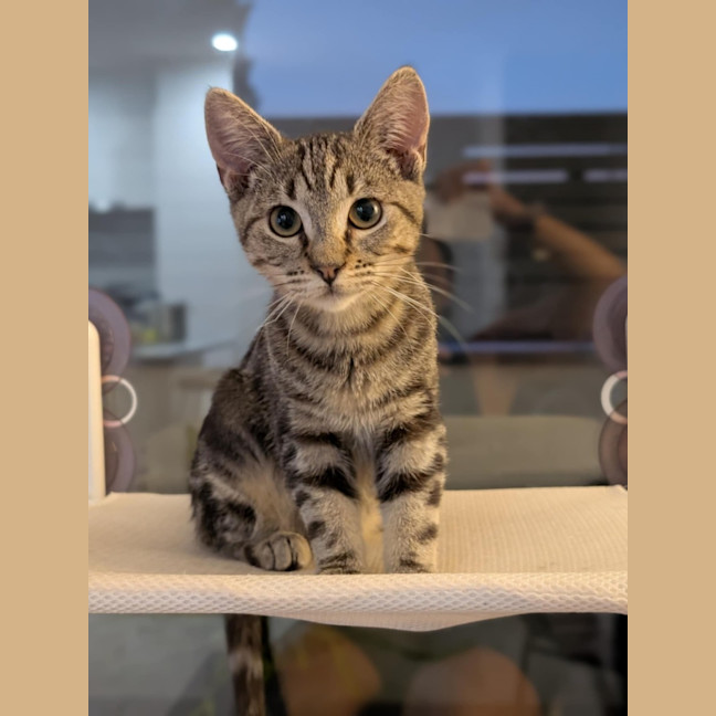 Photo of Skylar   Located In Pascoe Vale 