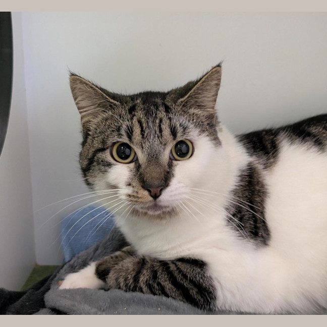 Photo of Wren