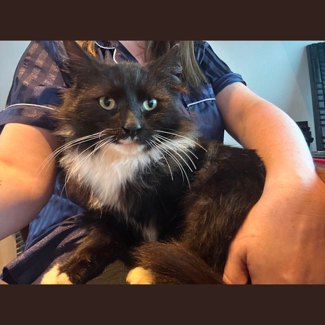 Photo of Mr Whiskers