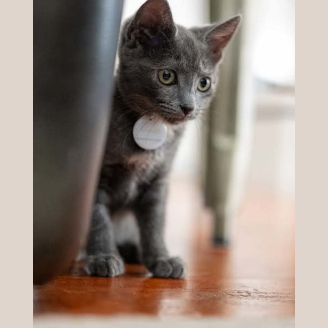 Photo of Quicksilver