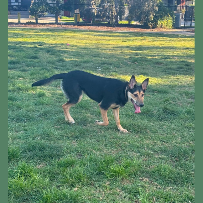Photo of Ripley 