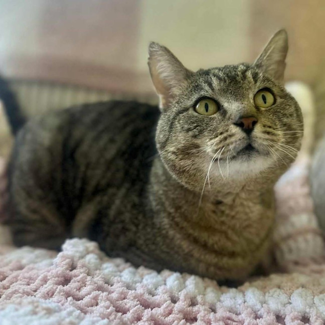 Photo of 12620   Bertie