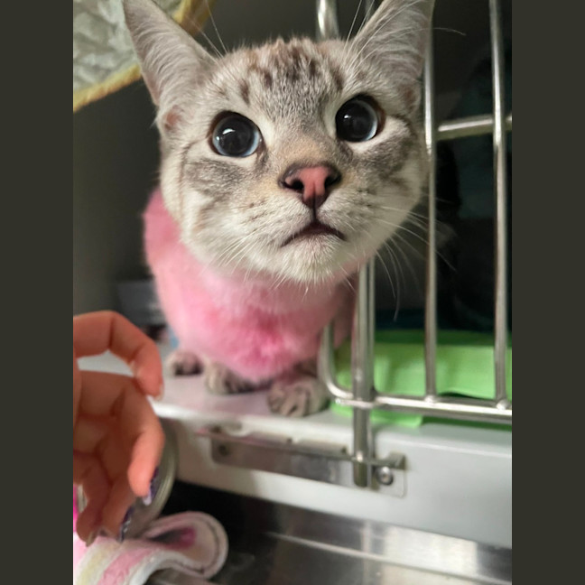 Photo of Froyo