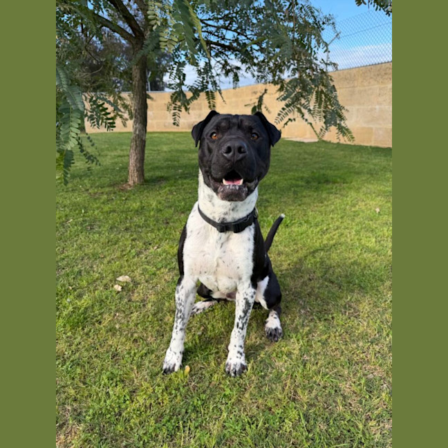 Photo of Loki
