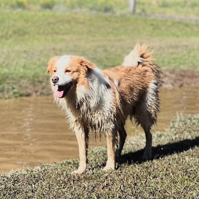 Photo of Huckleberry 