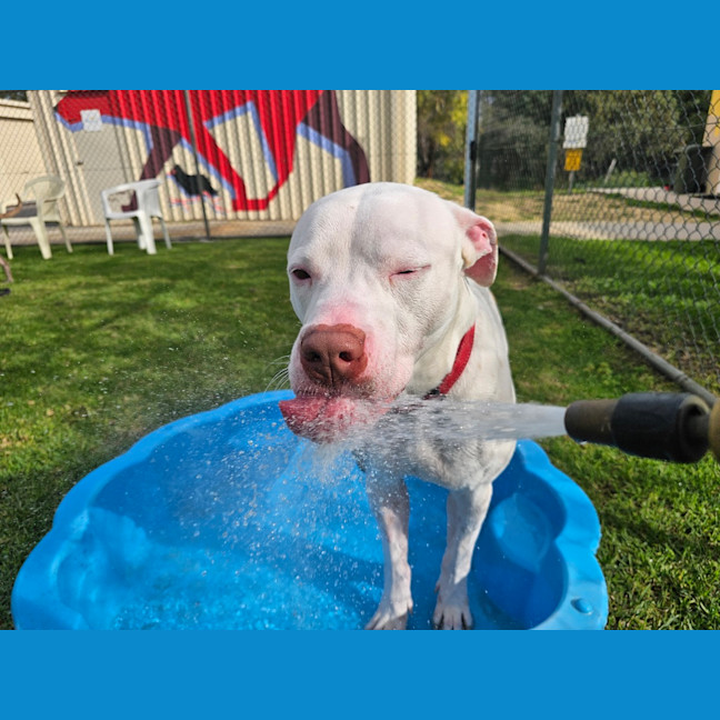 Photo of Romeo