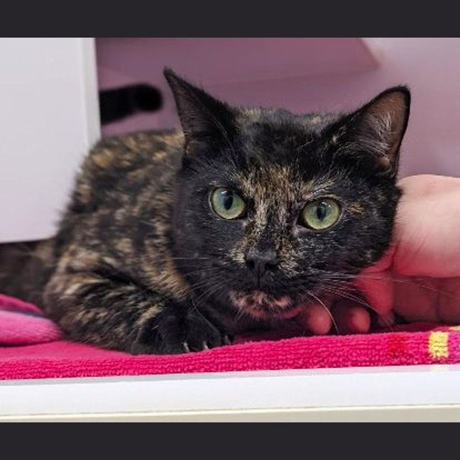 Photo of Godiva