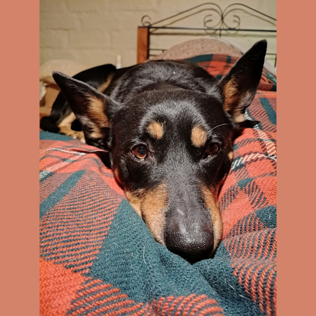 Photo of Soot