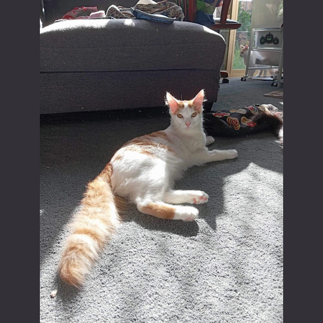 Photo of The Veggie Kittens