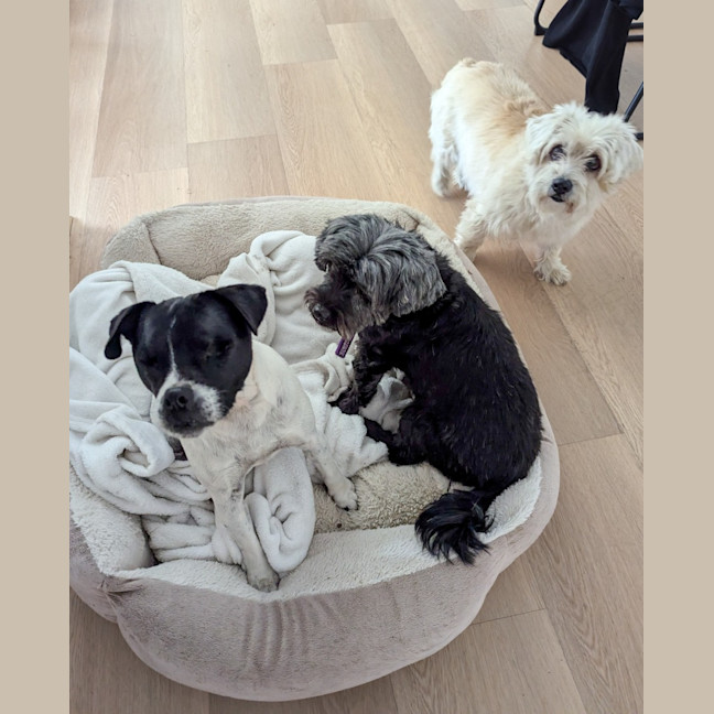 Photo of Missy & Middy