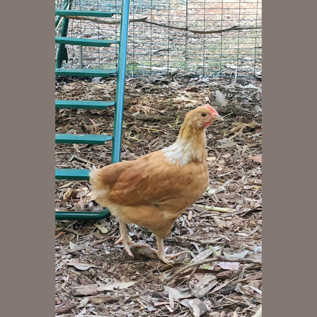 Photo of 🏀 Buck 6062 🏀