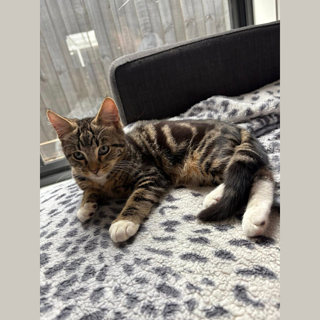 Photo of Sulley (Was Mogs)