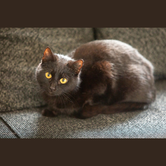 Photo of Midnight 