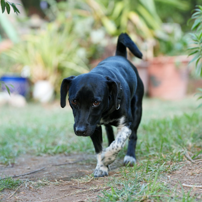 Photo of Dexter