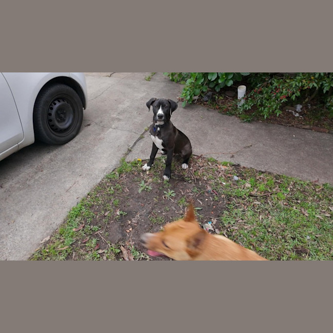 Photo of Nero   3 Month Old Great Dane X (Trial)