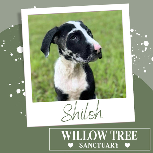 Photo of Shiloh
