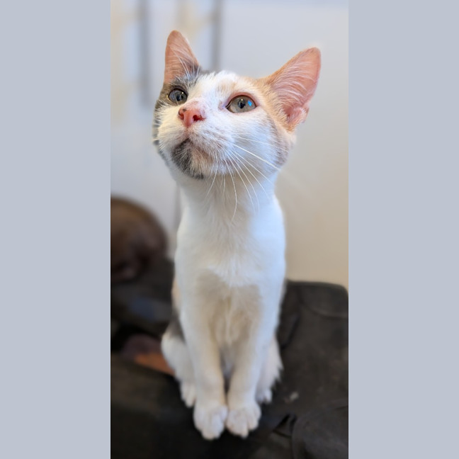 Photo of Pippin