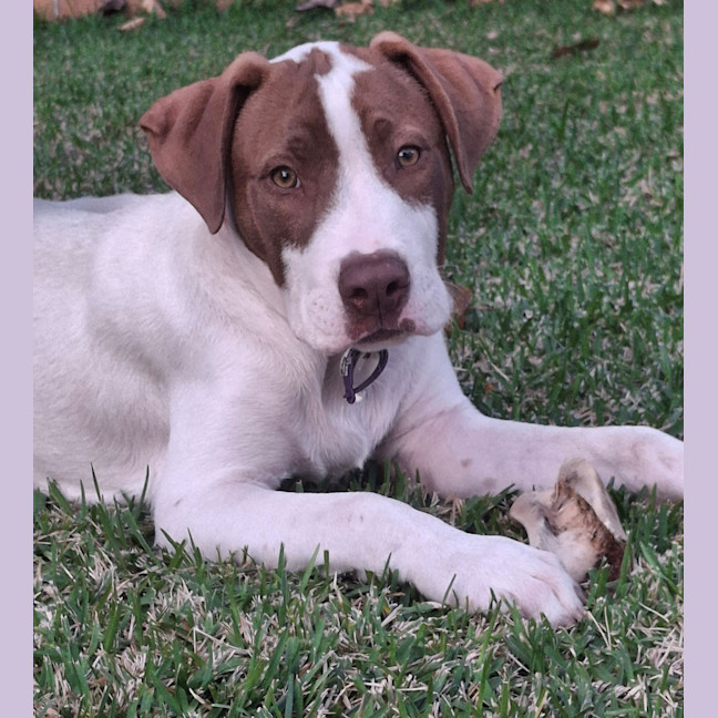 Photo of Sparrow