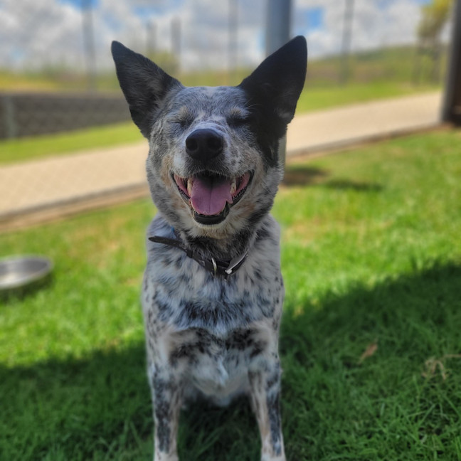 Photo of Patches