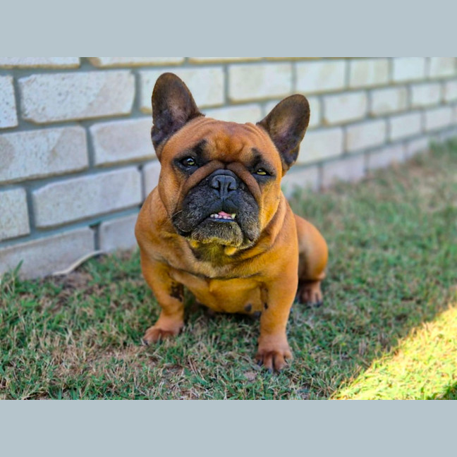 Photo of Amber