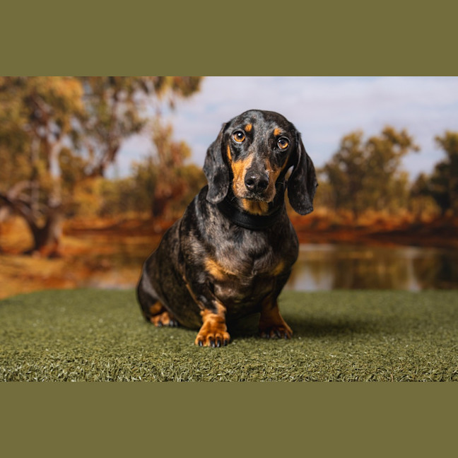 Photo of Dash (Mr Sausage)