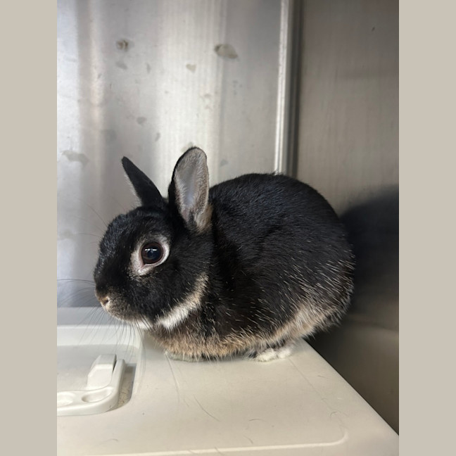Photo of Mochi