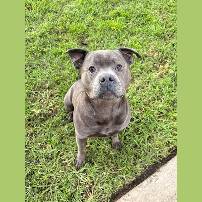 Photo of Sarge