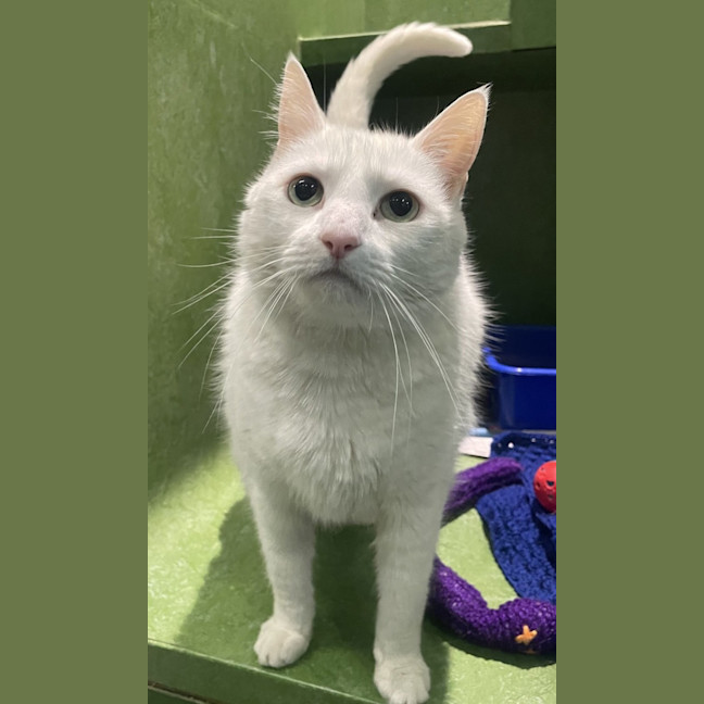 Photo of Tofu