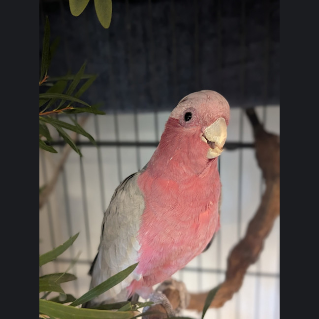 Photo of Pinky Blinky