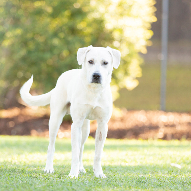 Photo of Casper