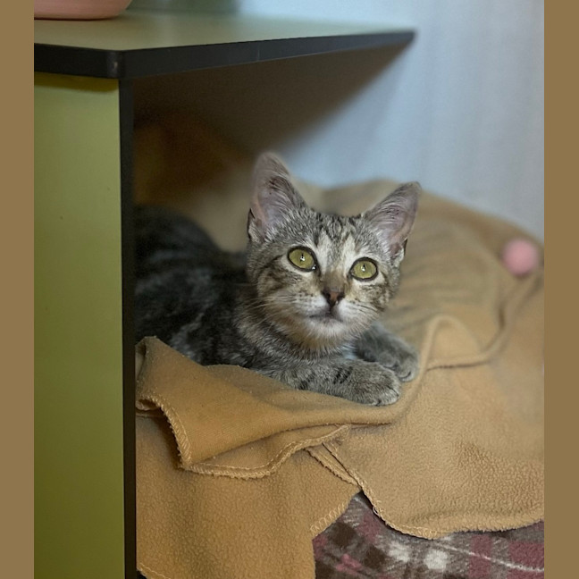 Photo of Petunia