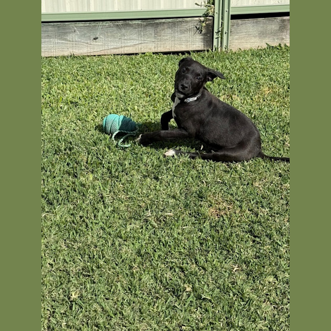 Photo of Guiness