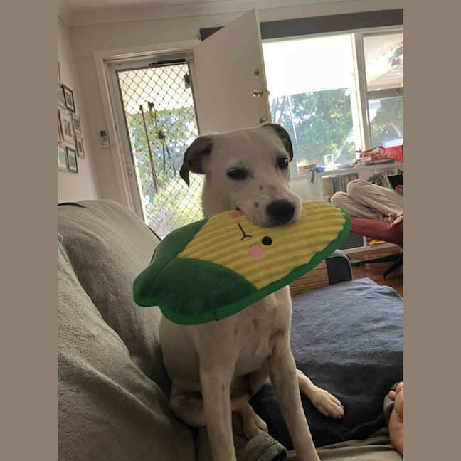 Photo of Nala