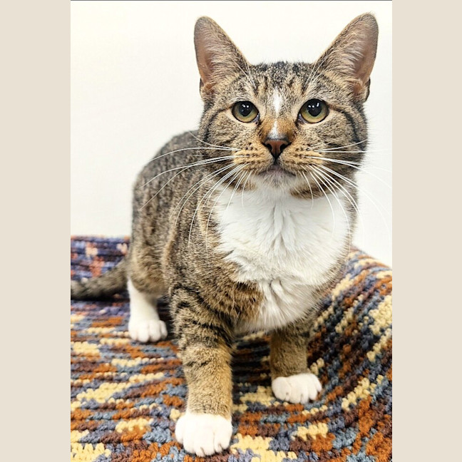 Photo of Boxer
