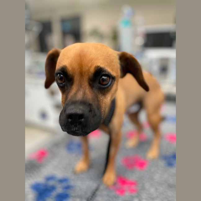 Photo of Ruby