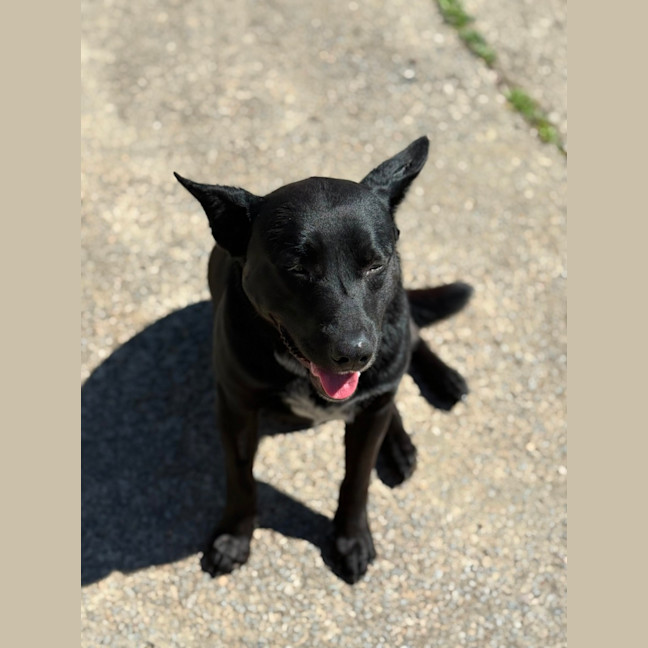 Photo of Bear   14 Month Old Labrador X