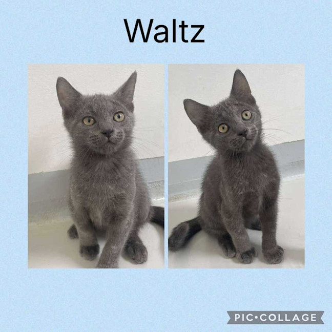 Photo of Waltz