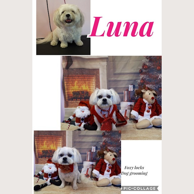 Photo of Luna