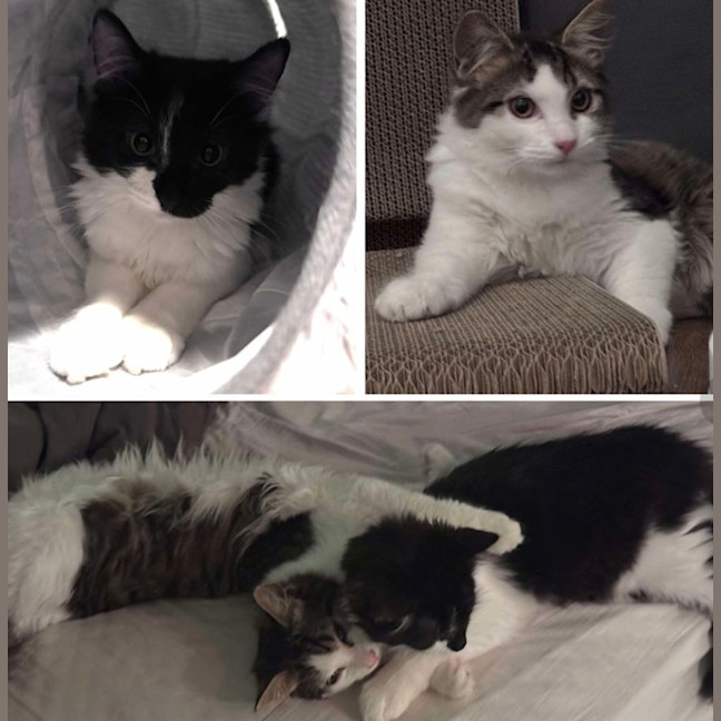 Photo of  Basil & Otis