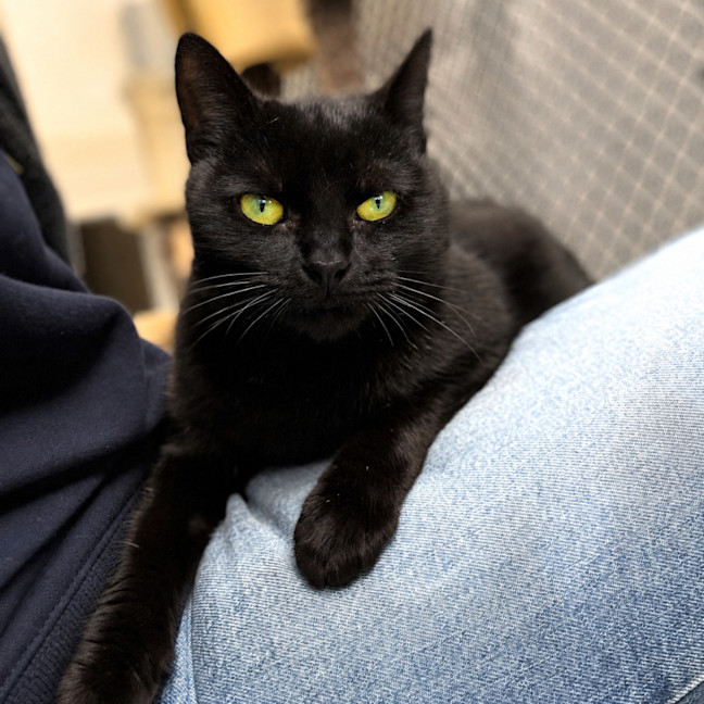 Photo of Midnight